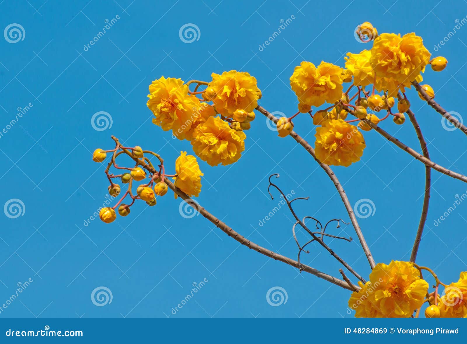 Yellow Silk Cotton Tree Flowers Stock Image Image of nature, cloud