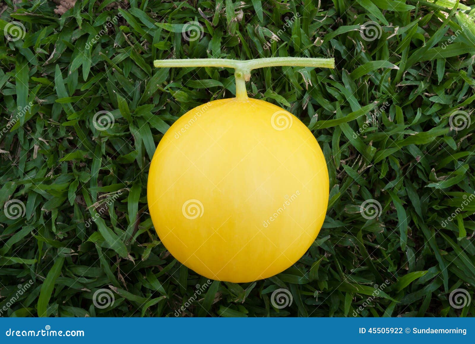 Yellow skin melon stock photo. Image of rind, fruit, yellow 45505922