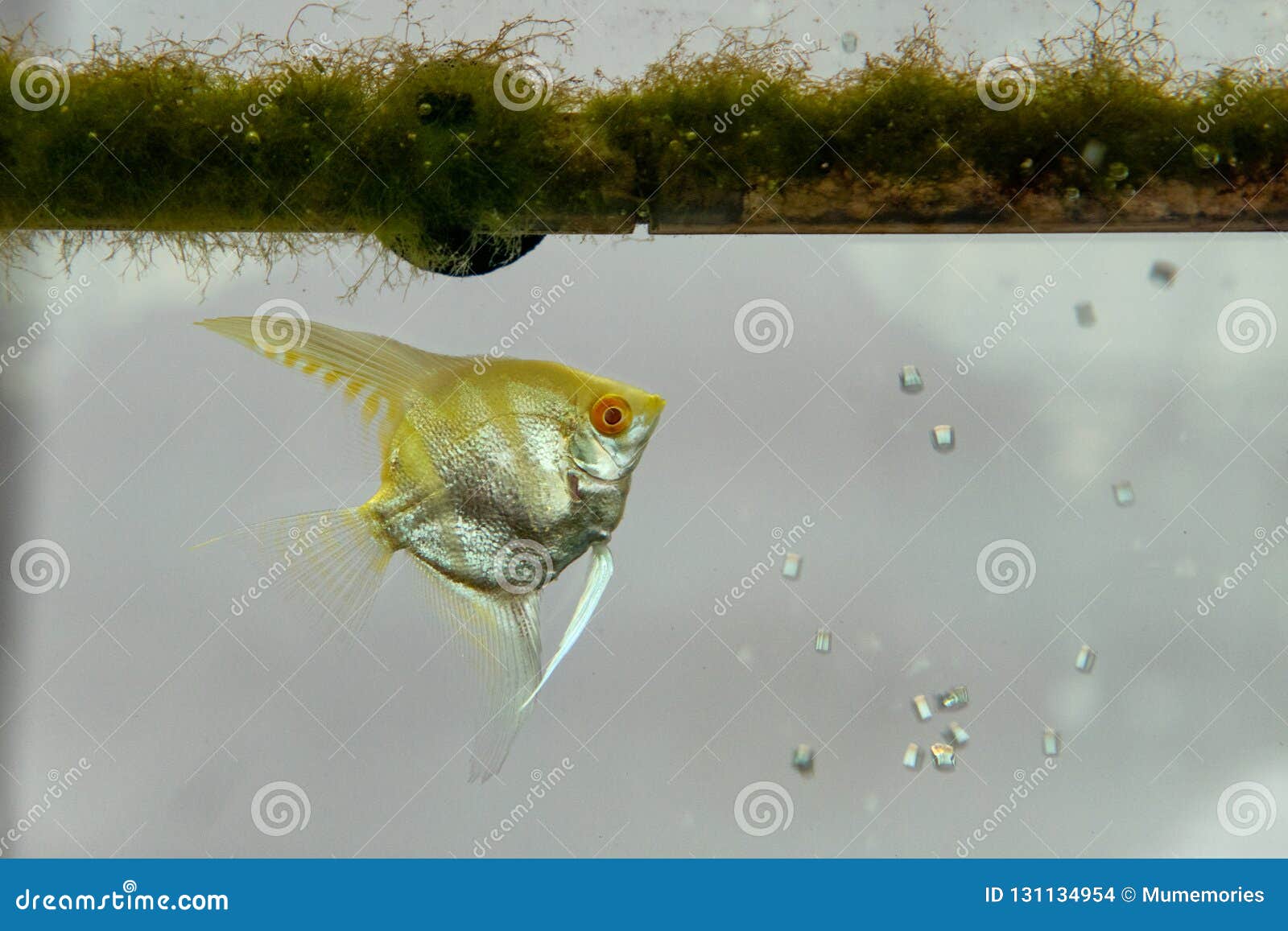 Yellow Small Fish with Algae in Tank Fish Stock Photo Image of