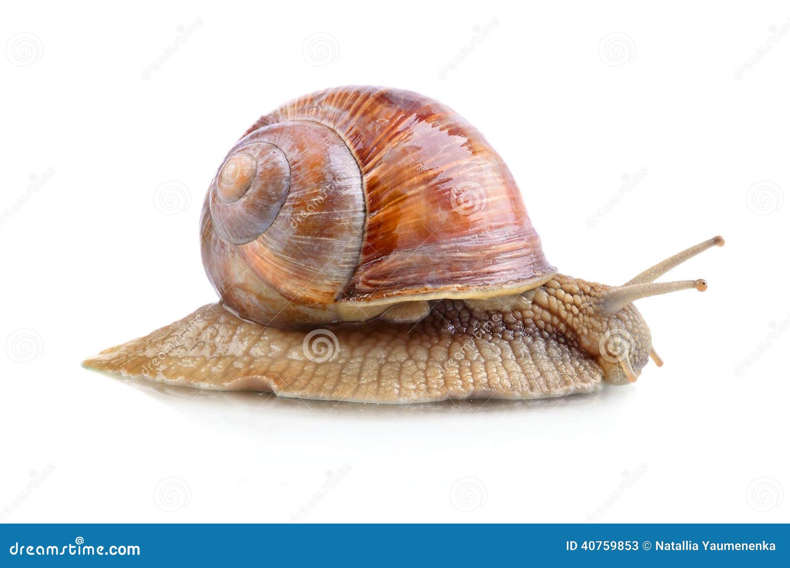 Yellow snail stock image. Image of slime, shot, food 40759853