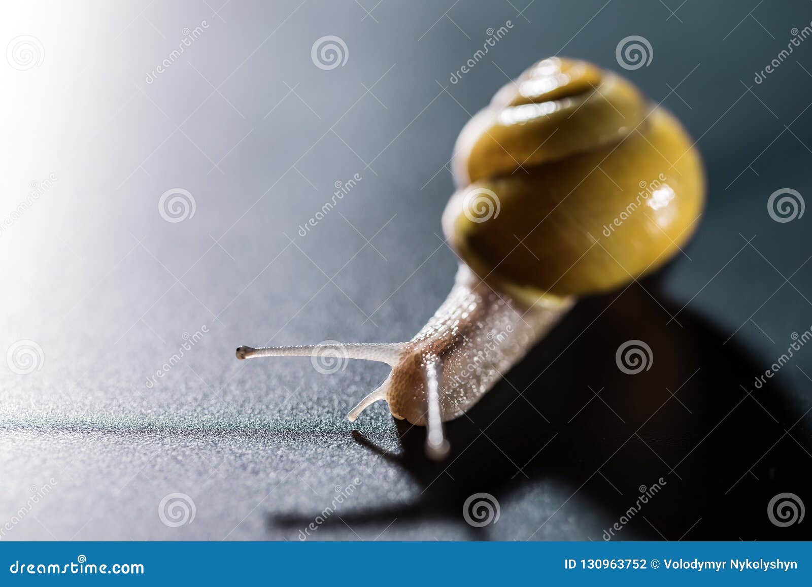 The Yellow Snail Macro Shot Stock Photo Image of cute, nature 130963752