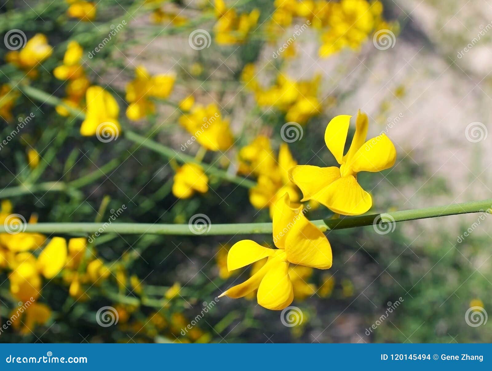yellow spanish broom yellow spanish broom
