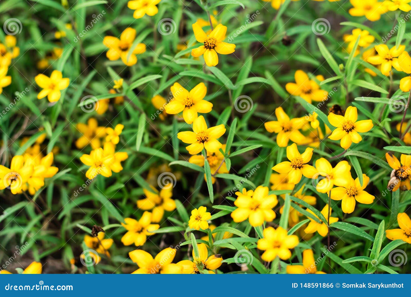 Yellow Spanish Needle Flowers Stock Photo Image of natural, pollen