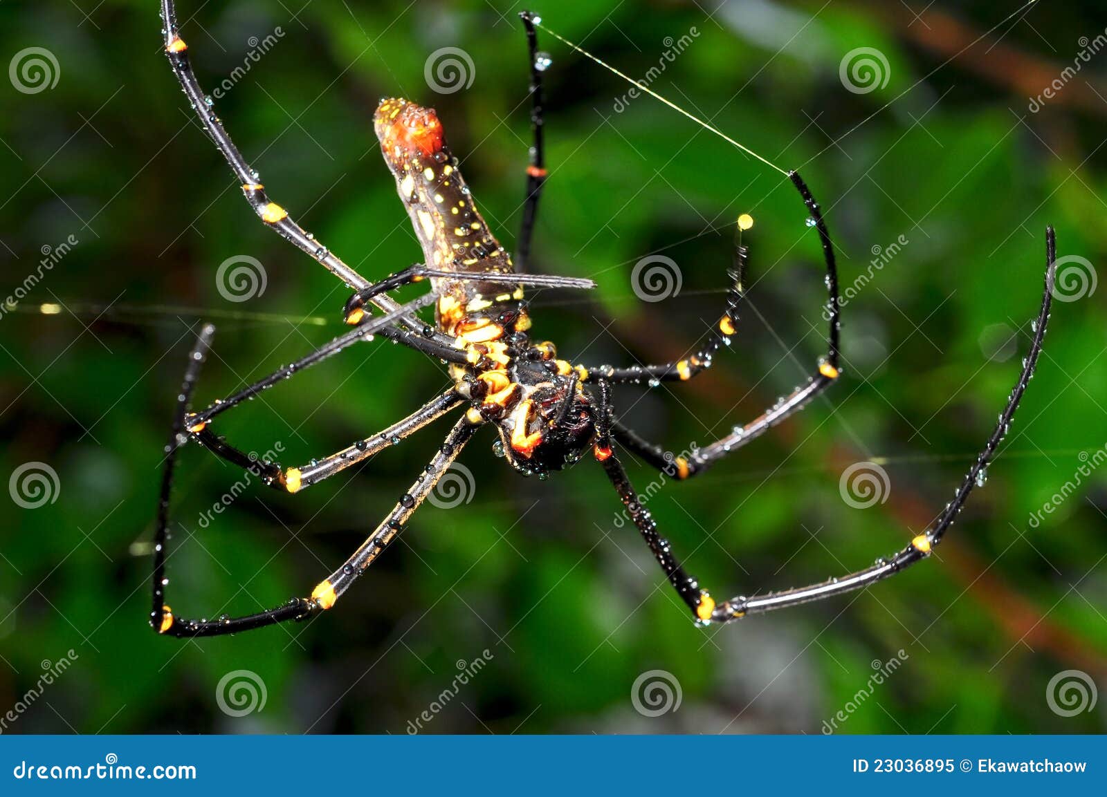 Yellow spider macro stock image. Image of animal, hair 23036895