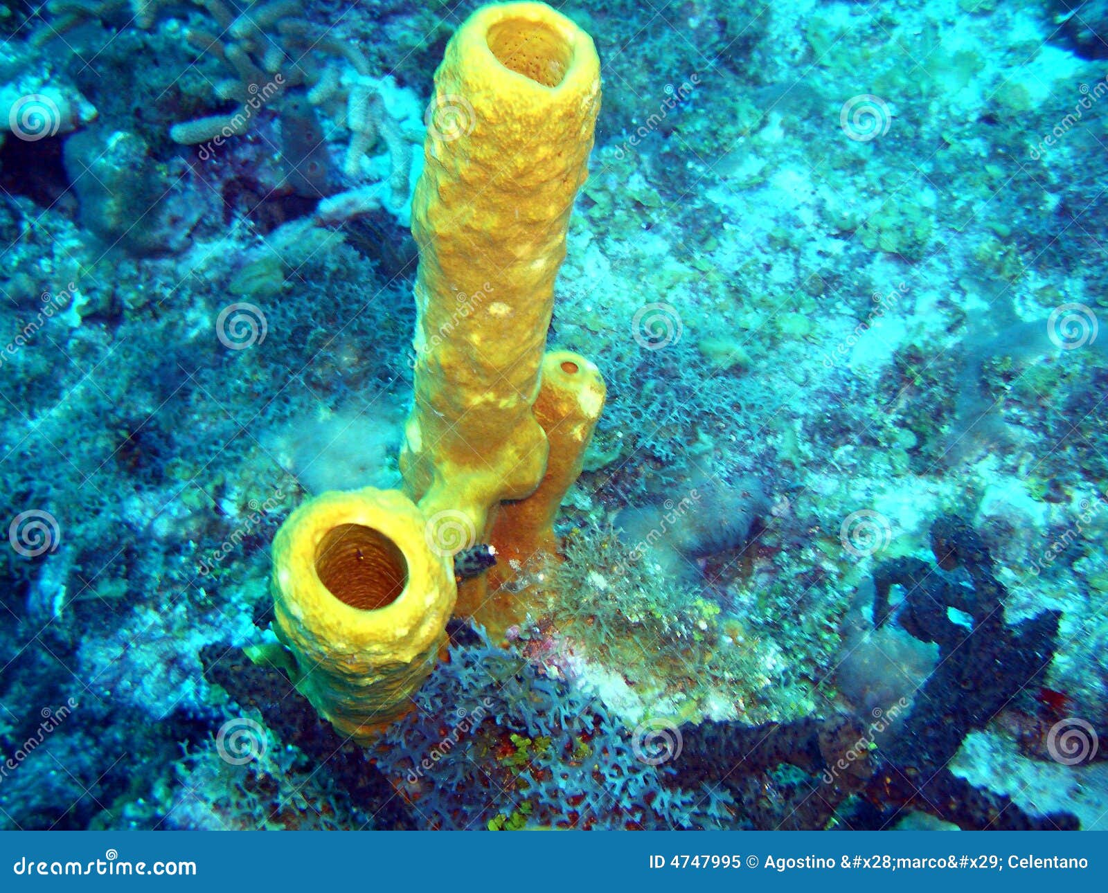 Yellow sponge stock image. Image of tube, yellow, coral 4747995