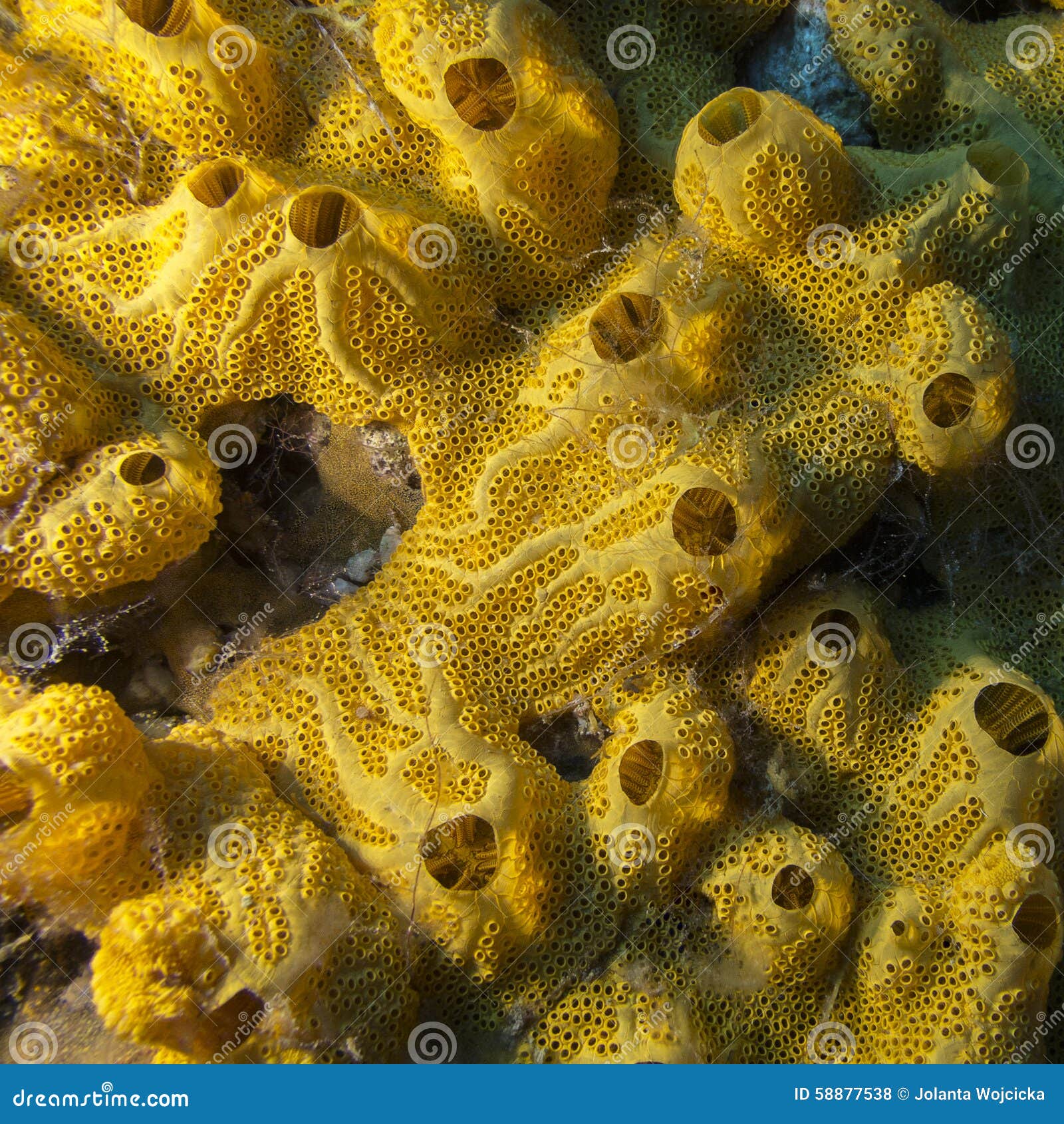 Yellow Sponge on Bottom of Tropical Seaa, Underwater Stock Photo