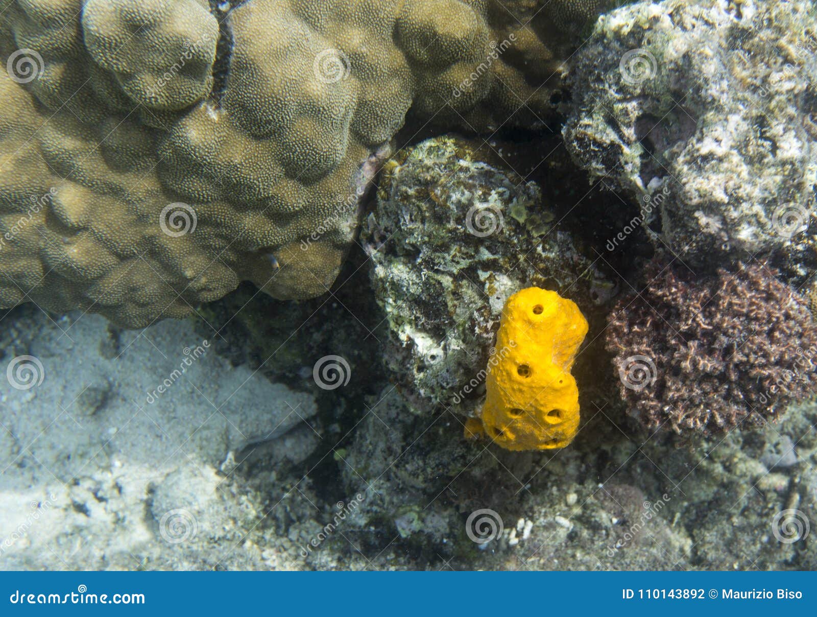 Yellow sponge in the reef stock photo. Image of wildlife 110143892