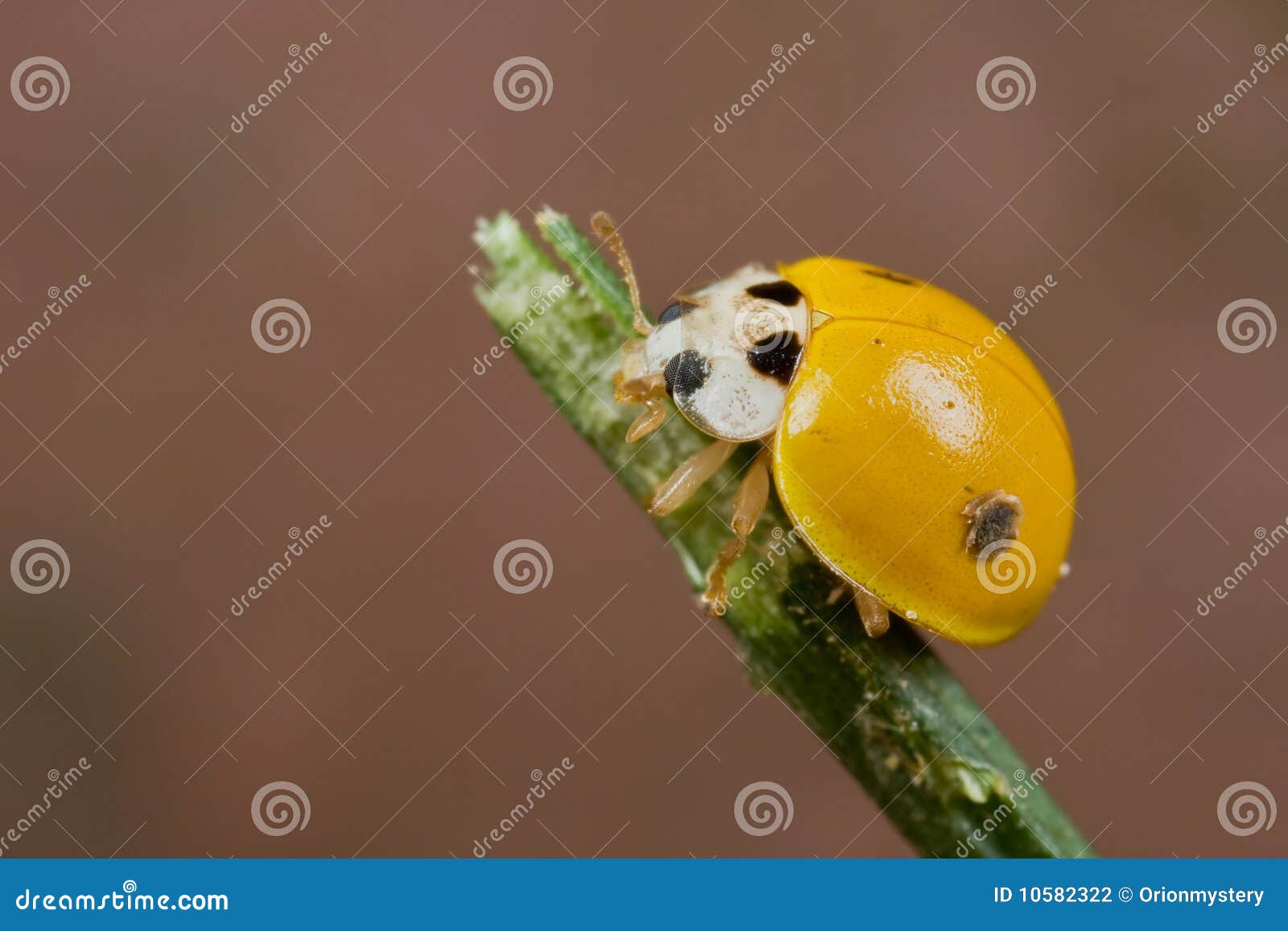 Yellow spotless ladybird stock photo. Image of nature 10582322