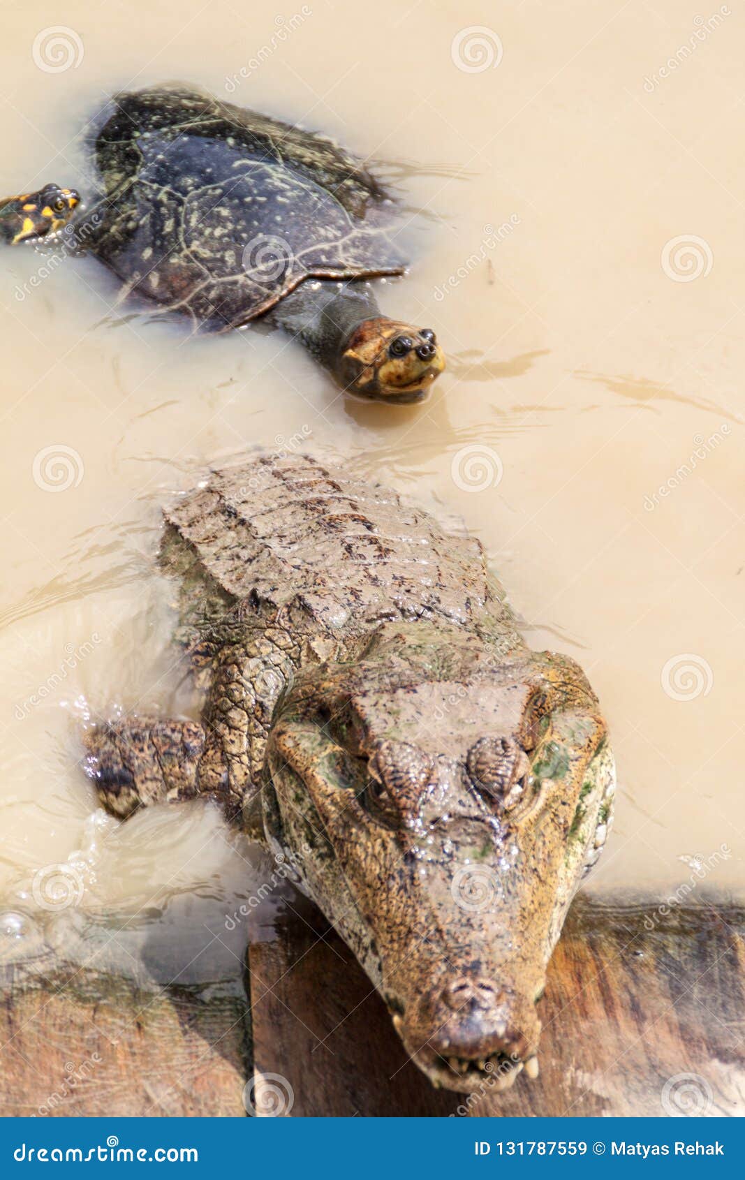 Spectacled caiman stock image. Image of peru, america - 131787559