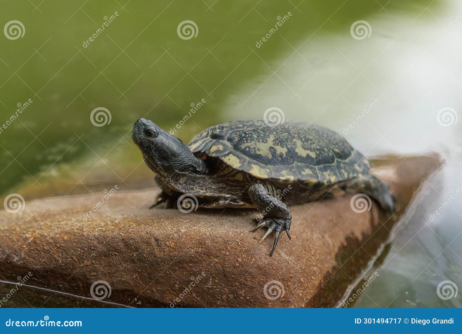 yellow-spotted river turtle