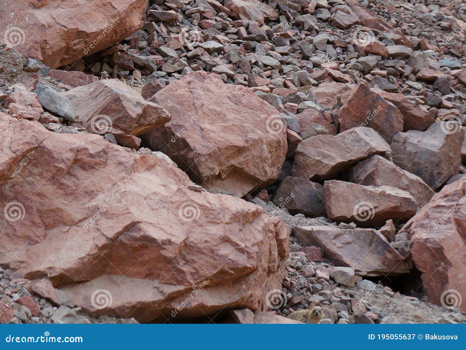 yellow-spotted rock hyrax or heterohyrax  bruceii mother with cubs hiding among rocks