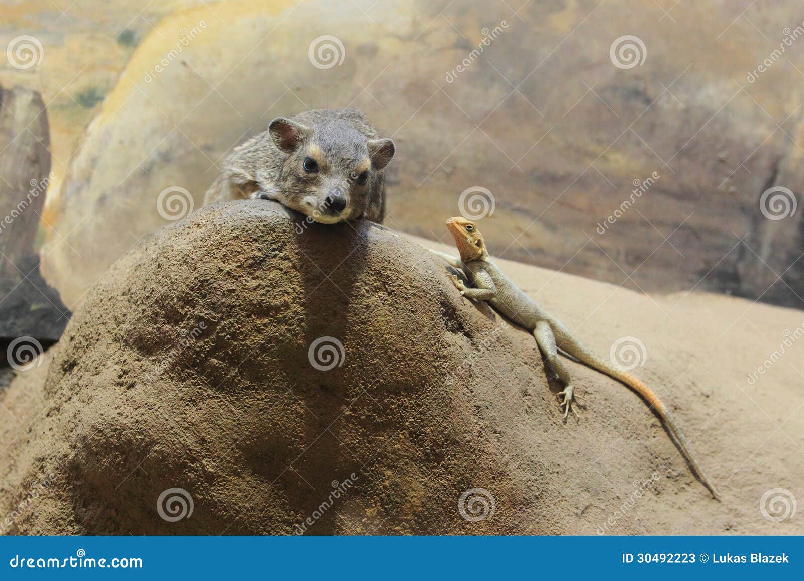 yellow-spotted rock hyrax