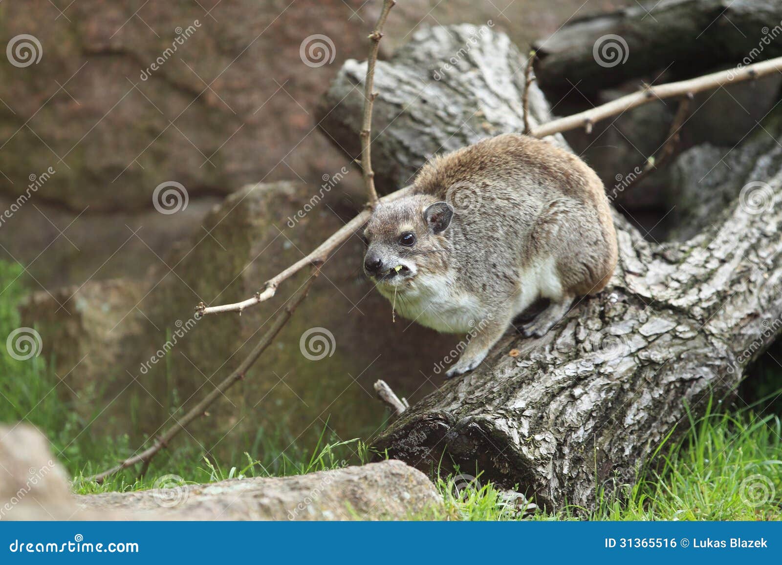 yellow-spotted rock hyrax