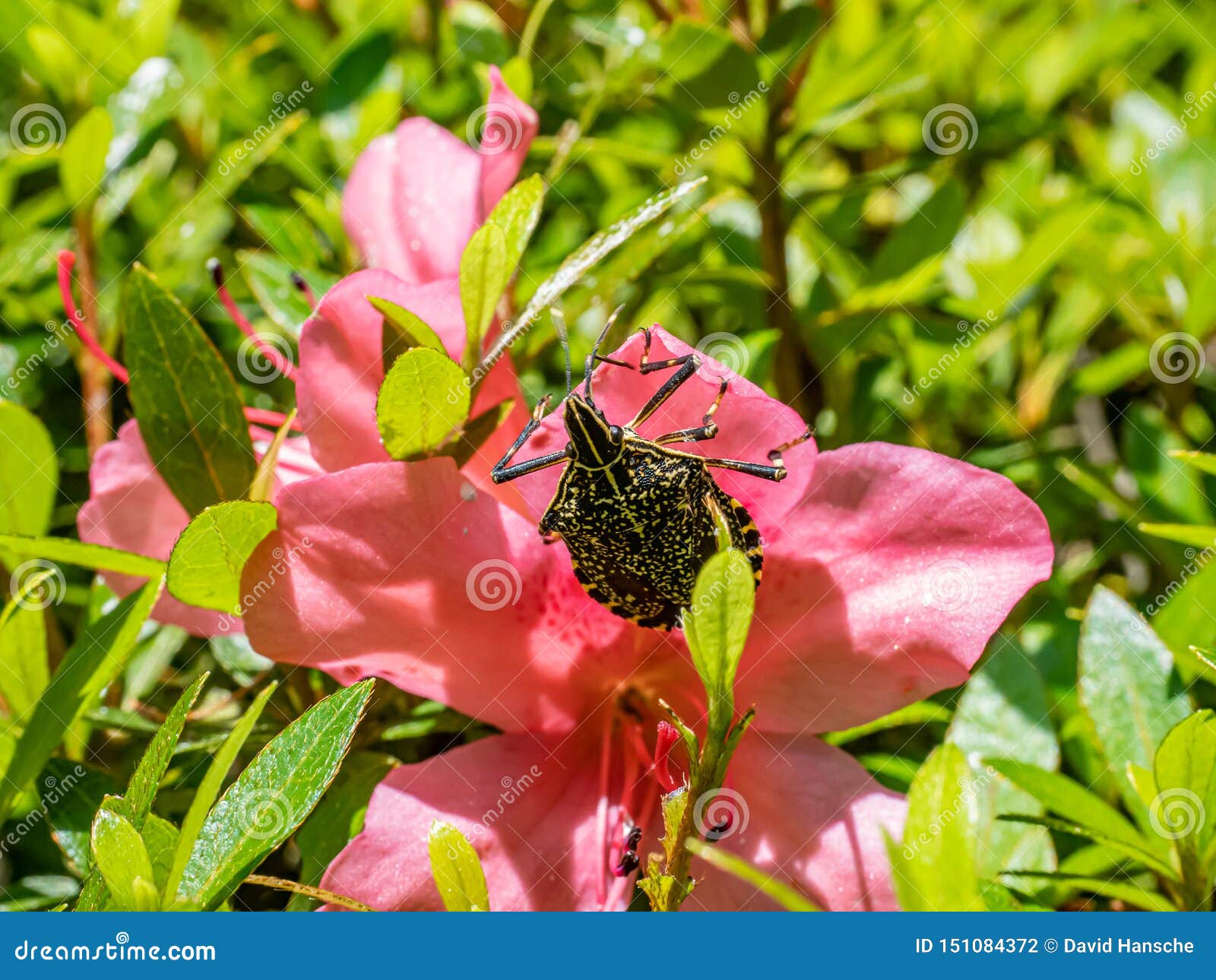 yellow-spotted stink bug on azalea bushes 2