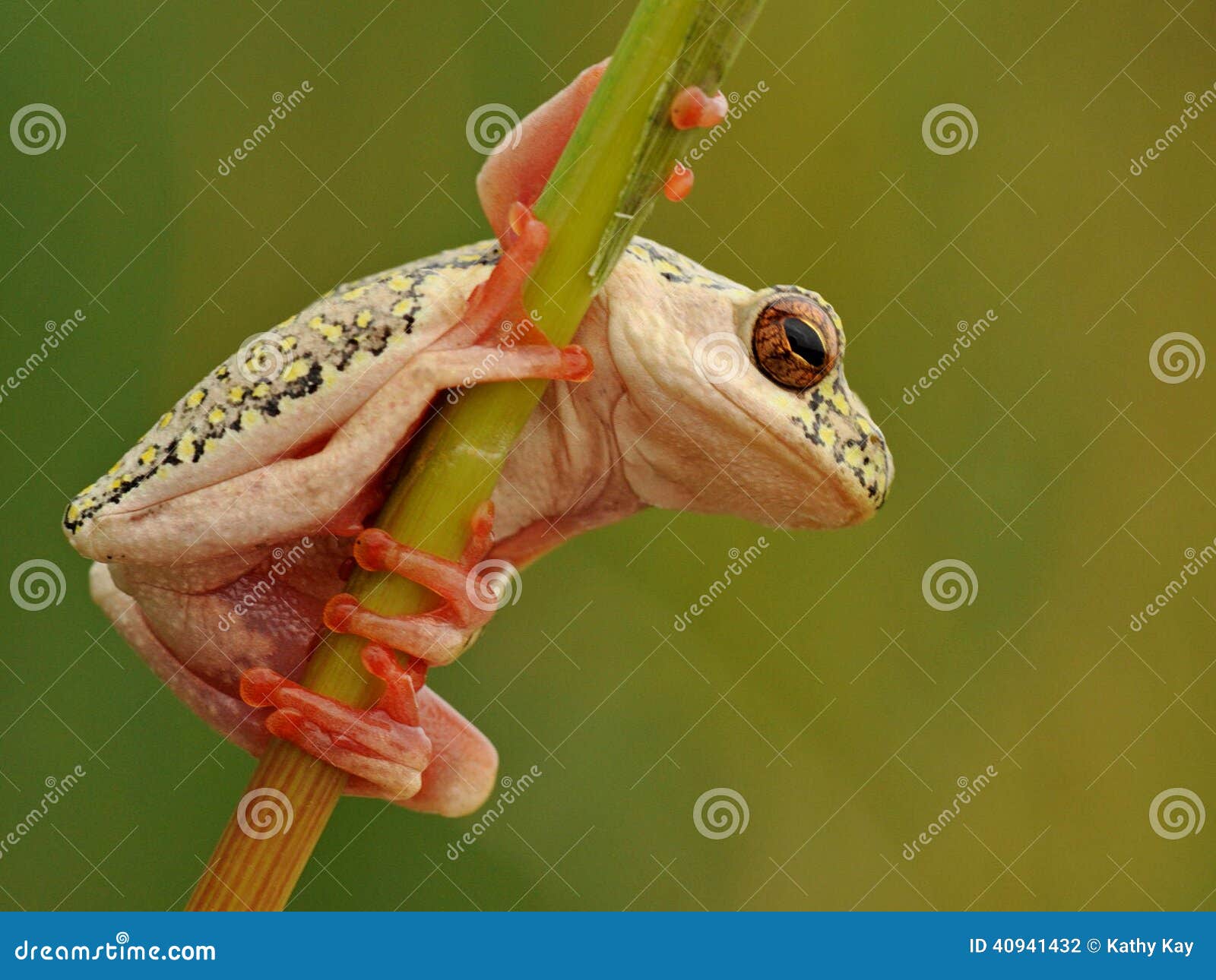 Yellow Spotted Tree Frog Staring Stock Photo - Image of rare, amphibian