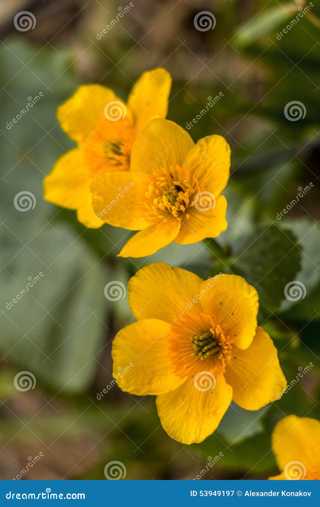 Yellow Spring Buttercups Closeup Stock Image Image of gold, floral