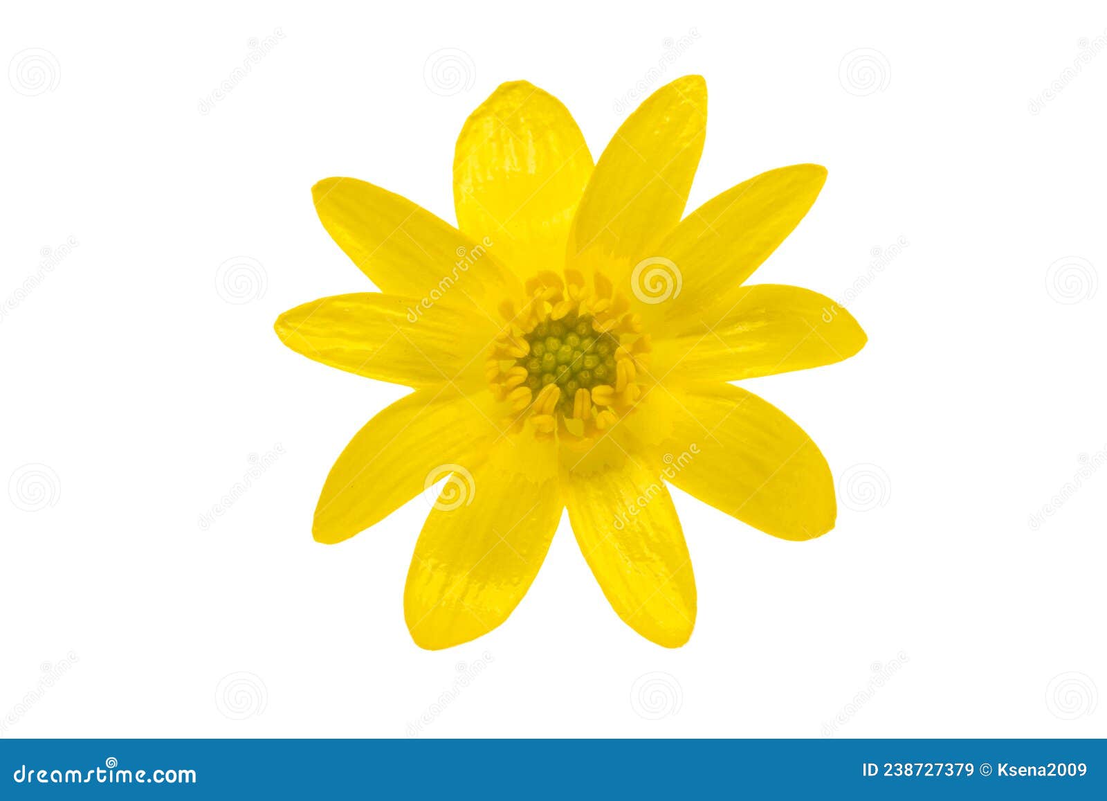 Yellow Spring Flower Isolated Stock Image Image of copy, nature