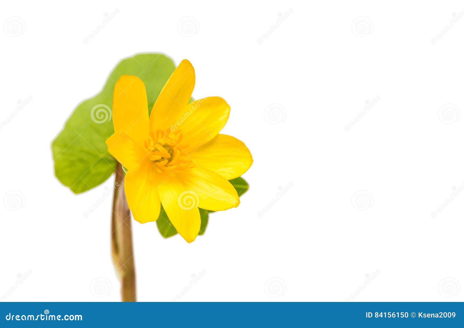 Yellow Spring Flower Isolated Stock Photo Image of bouquet, flores