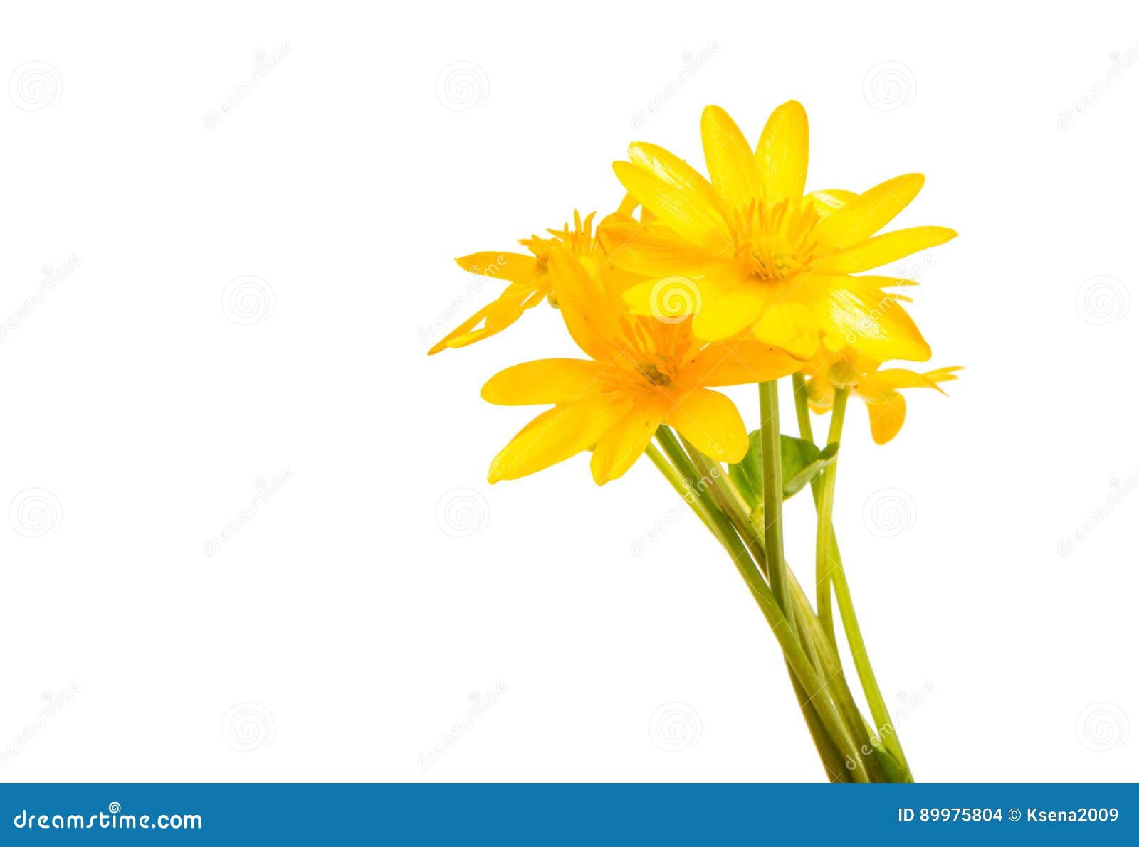 Yellow Spring Flower Isolated Stock Photo Image of blossom, bright