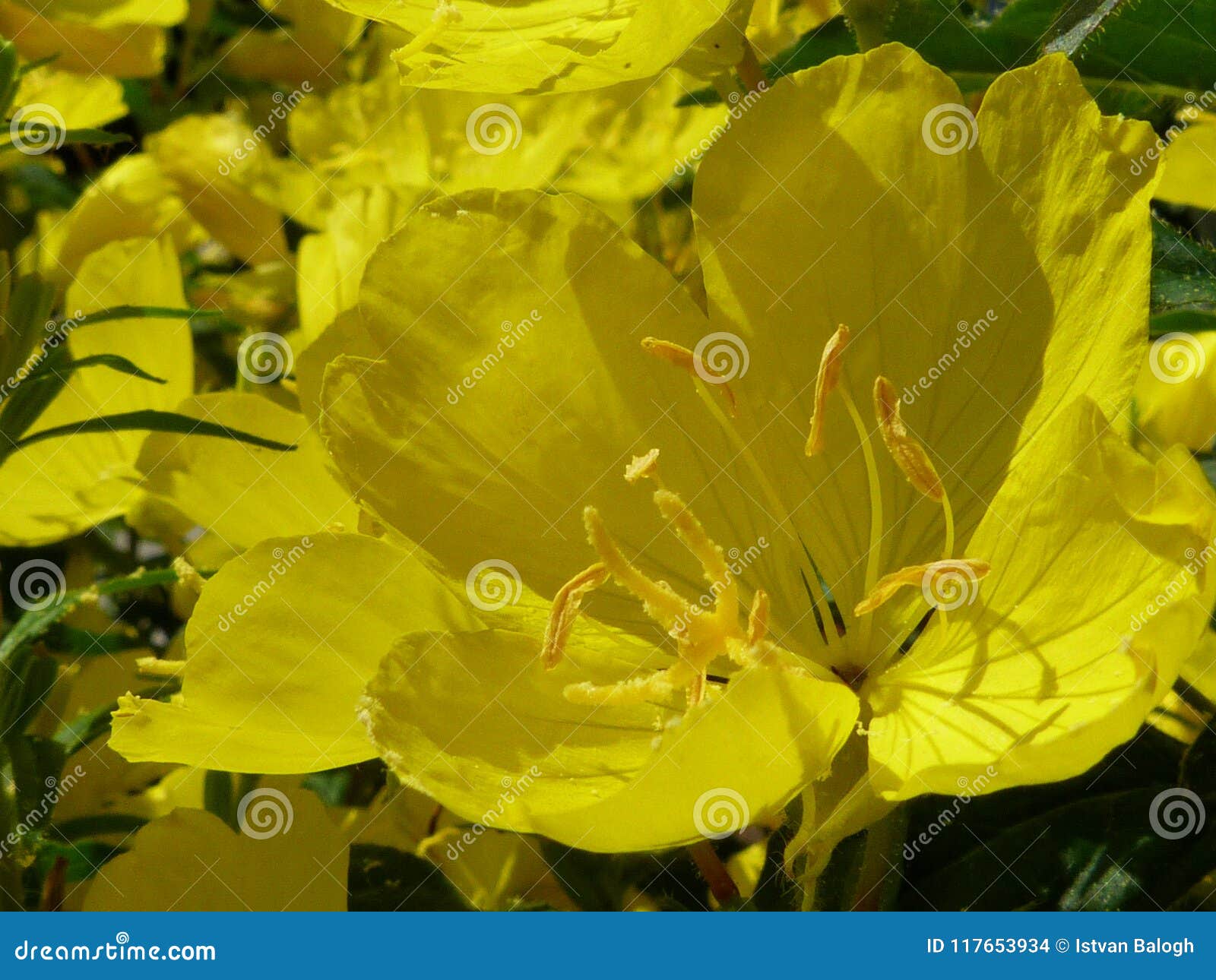 Yellow Spring Flower with Pollination System in Closeup Stock Photo
