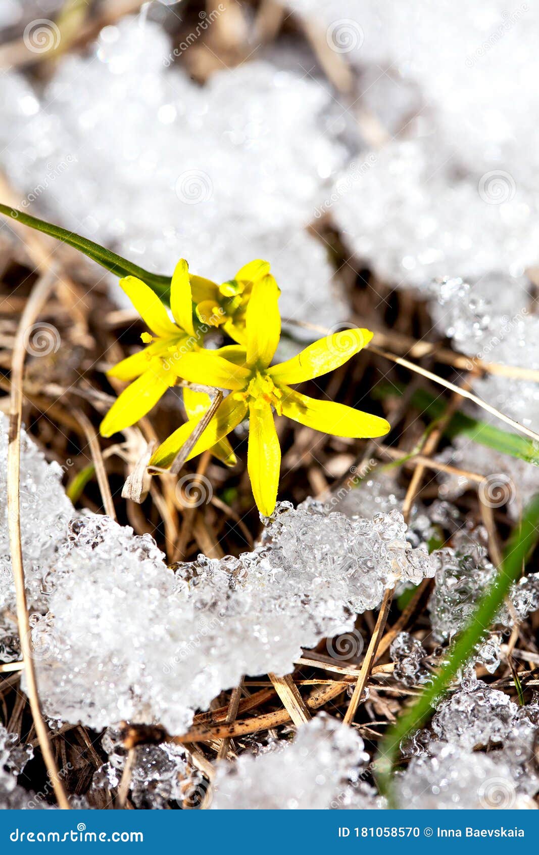 Yellow Spring Flower in the Snow Stock Photo Image of bloom, nature 181058570