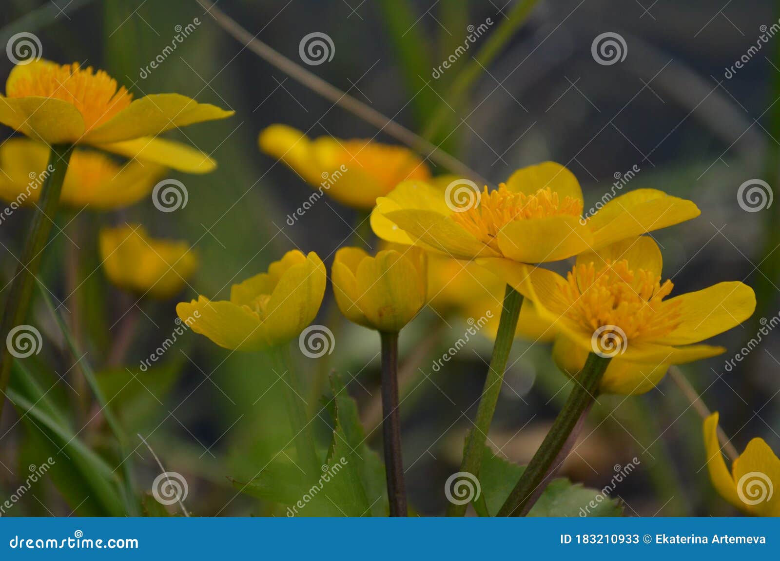 The Yellow spring flower stock image. Image of flower 183210933