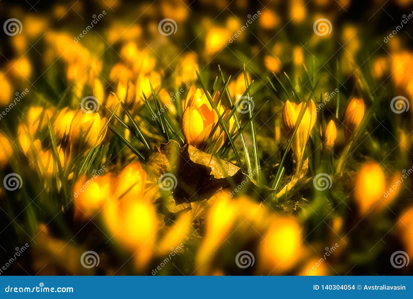 Yellow spring flowers stock photo. Image of colorful 140304054