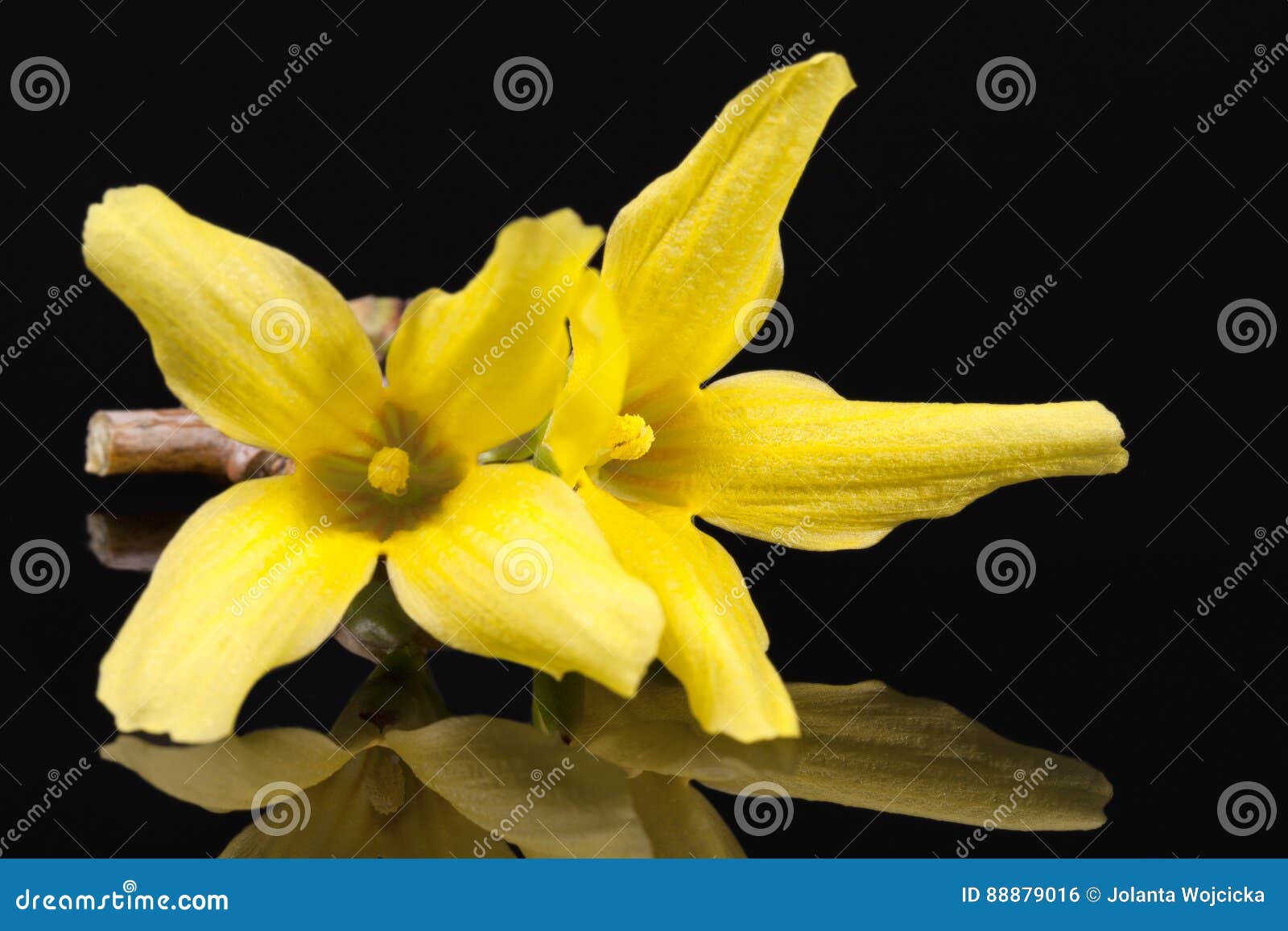 Yellow Spring Flowers of Forsythia Isolated on Black Background Stock