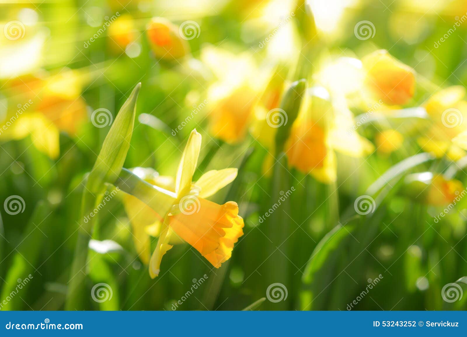 yellow spring flowers narcissus daffodils with bright sunbeams