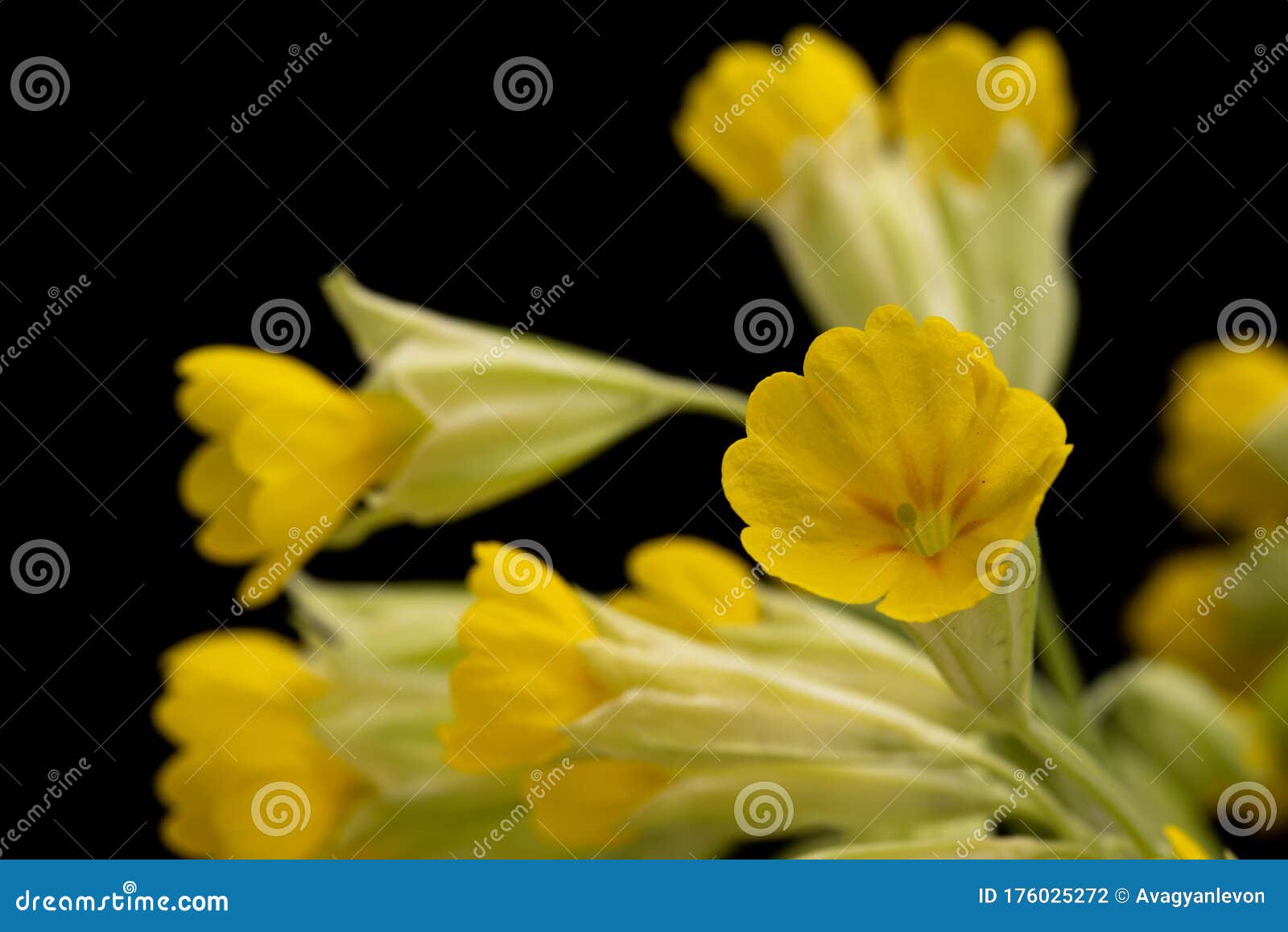 Yellow Spring Flowers stock photo. Image of bouquet 176025272