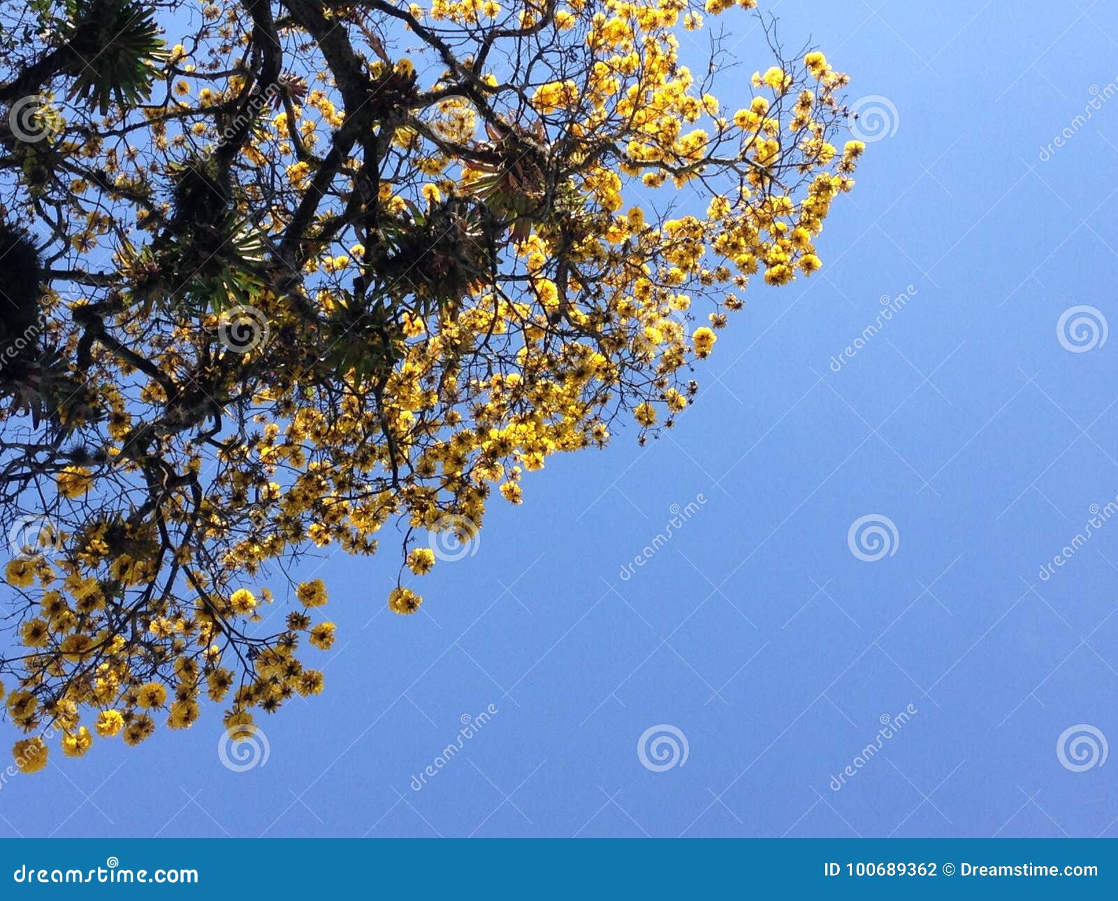 yellow spring / primavera amarilla