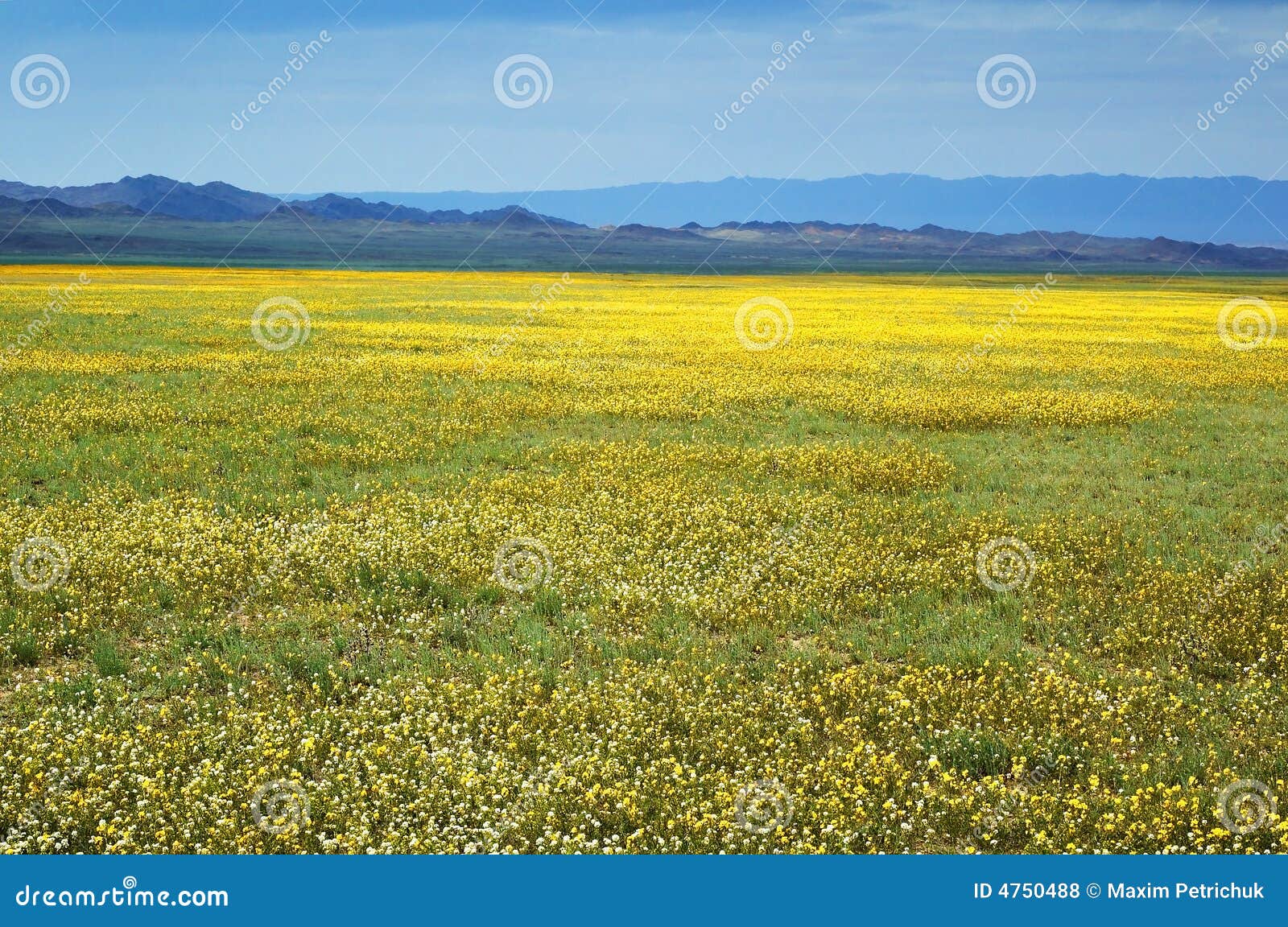 Yellow spring steppe stock photo. Image of steppe, spring 4750488