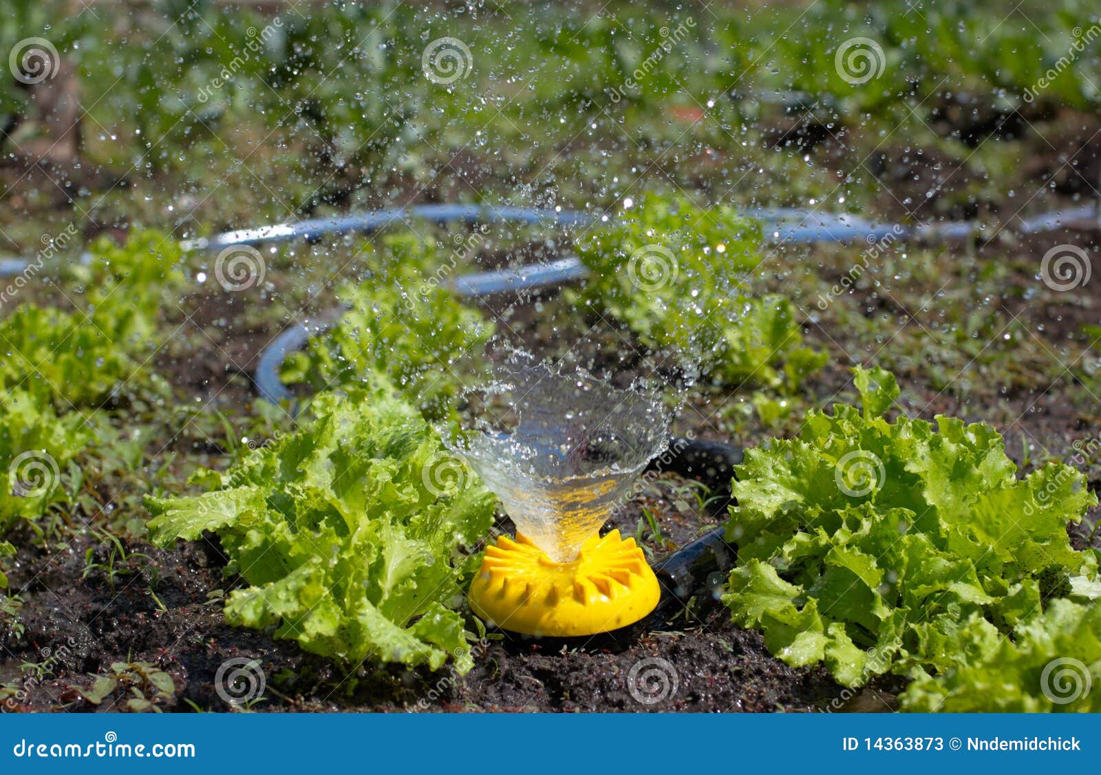 Yellow Sprinkler Over Lawn Watering Lettuce Stock Image Image of