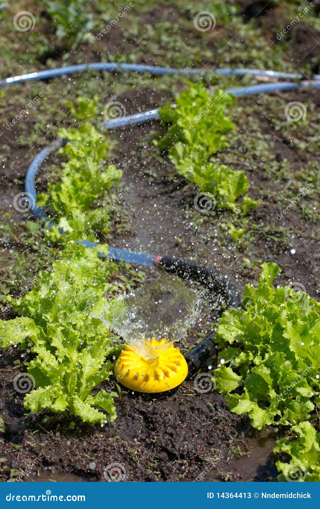 Yellow Sprinkler Watering Fresh Lettuce Stock Image Image of spray