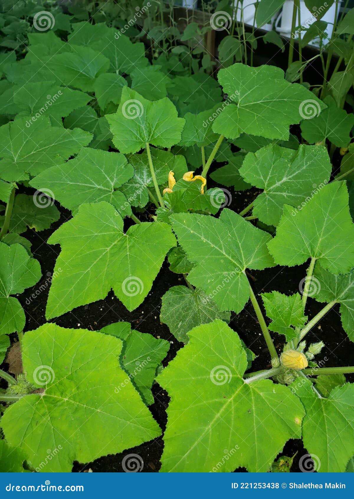 Yellow Squash Plants in Bloom Stock Photo Image of plants, yellow 221253438