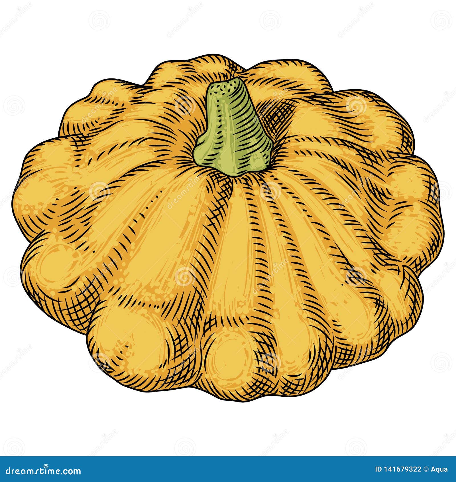 Yellow Squash On White Background. Detailed Drawing By Hand Stock