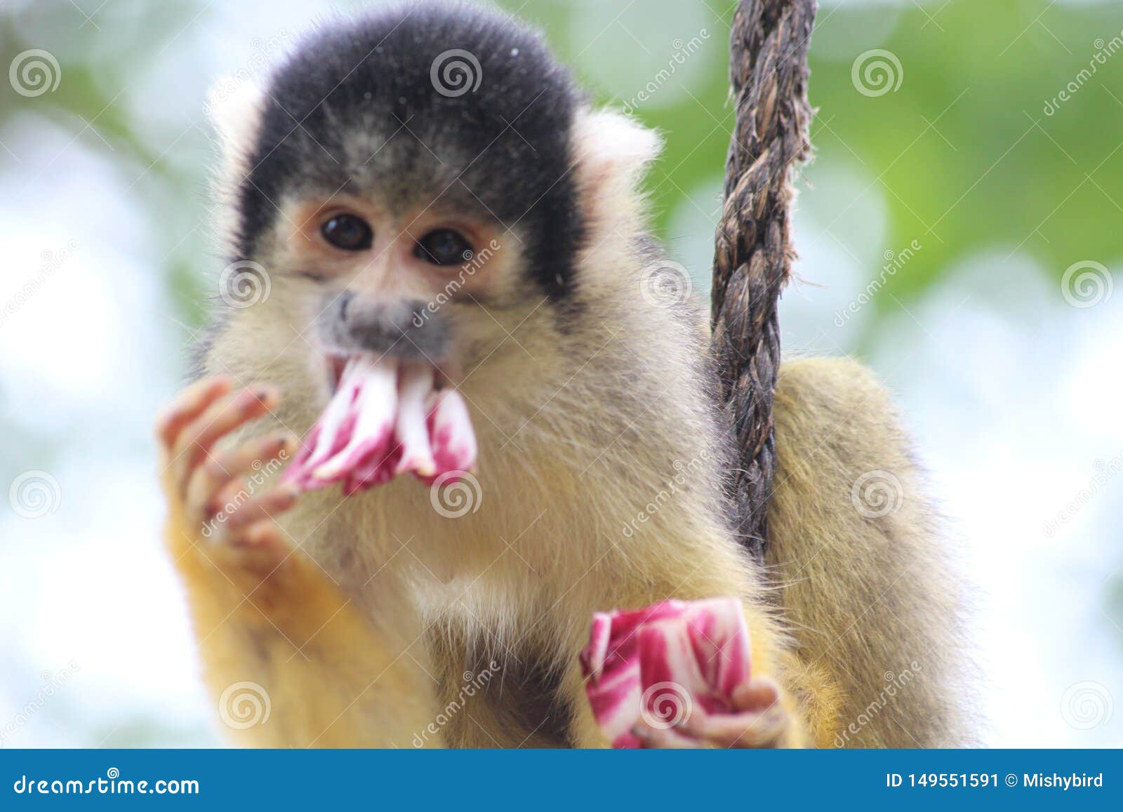 squirrel monkeys eating