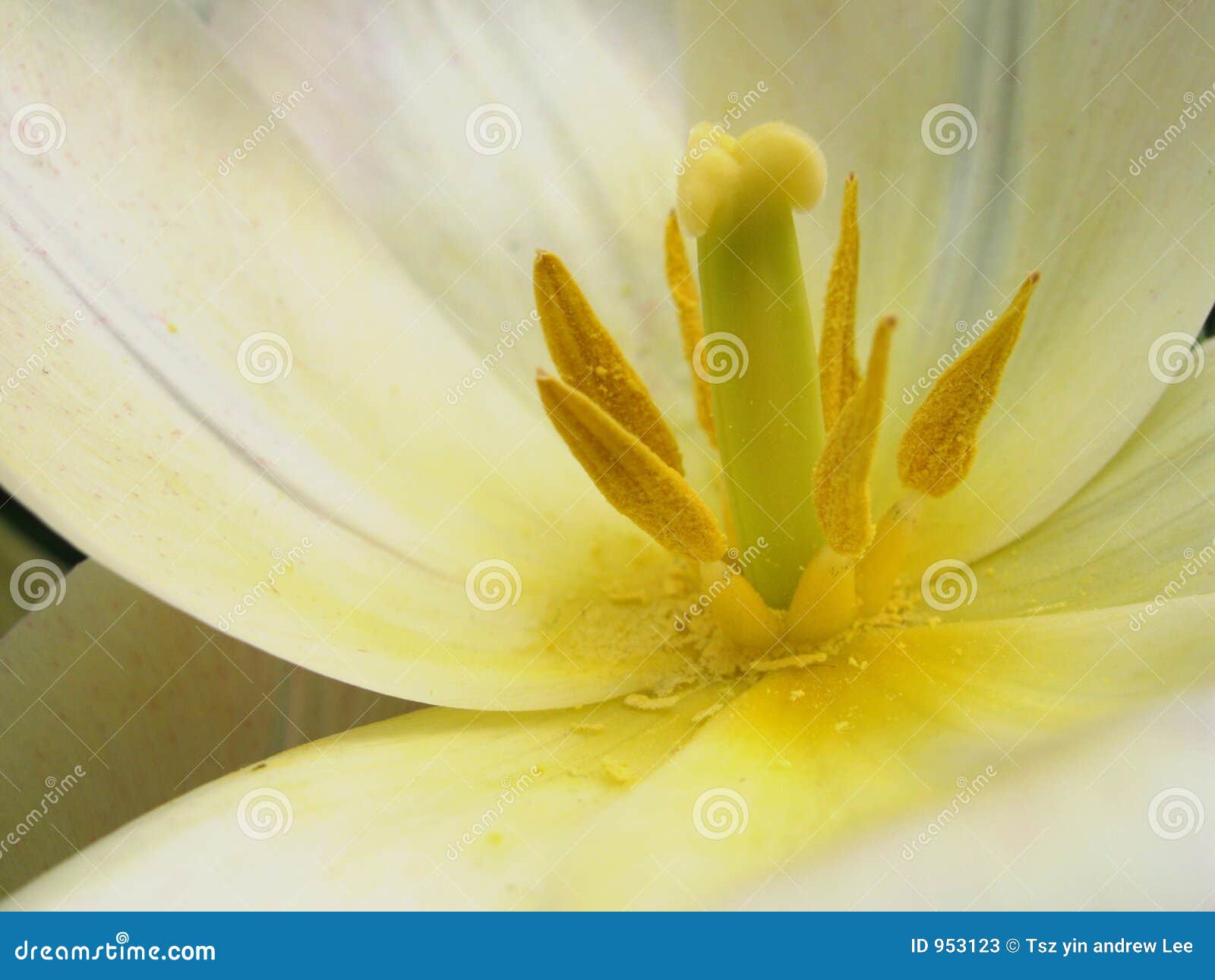 yellow stamen white petals