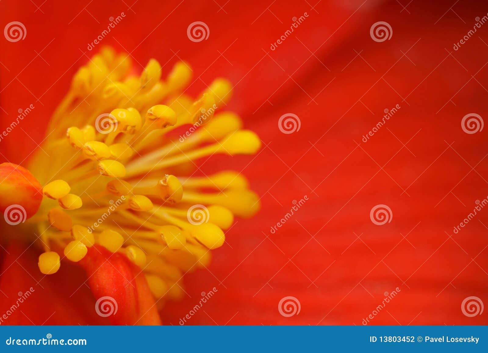 yellow stamens of flower begonia with red petals