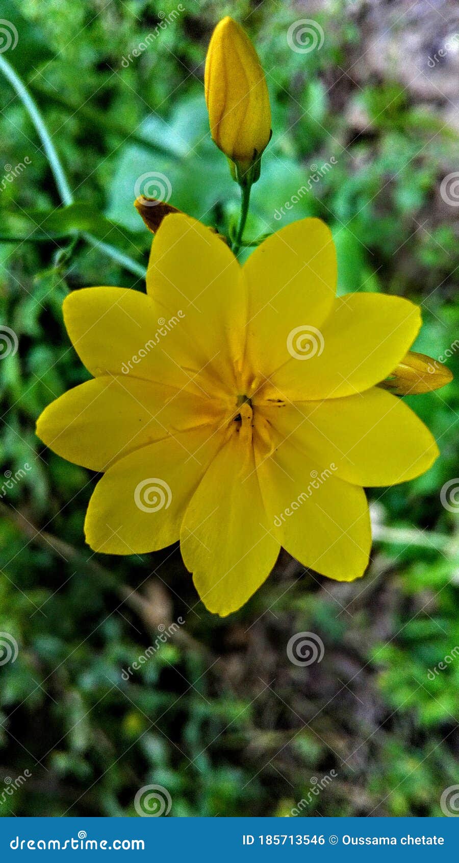 Yellow star flower stock photo. Image of produce, outdoor 185713546