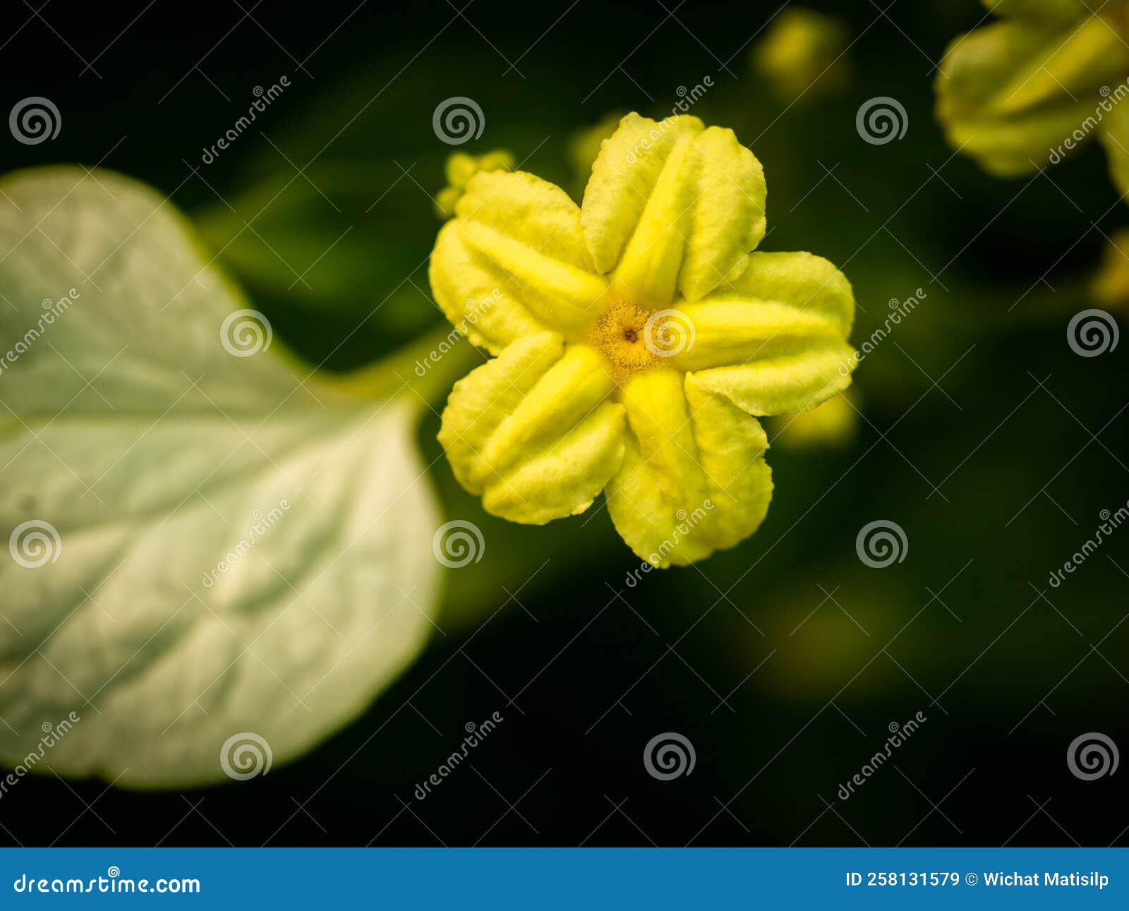 Yellow Star Flowers Blooming Stock Image Image of spring, close