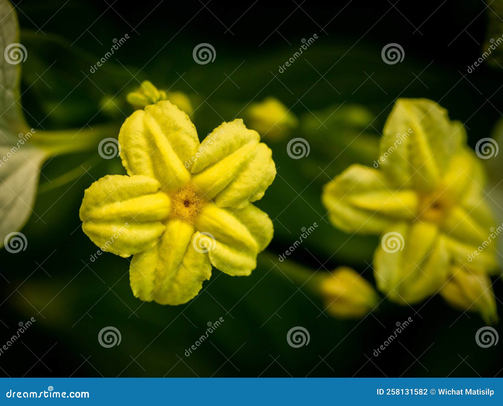 Yellow Star Flowers Blooming Stock Photo Image of spring, background