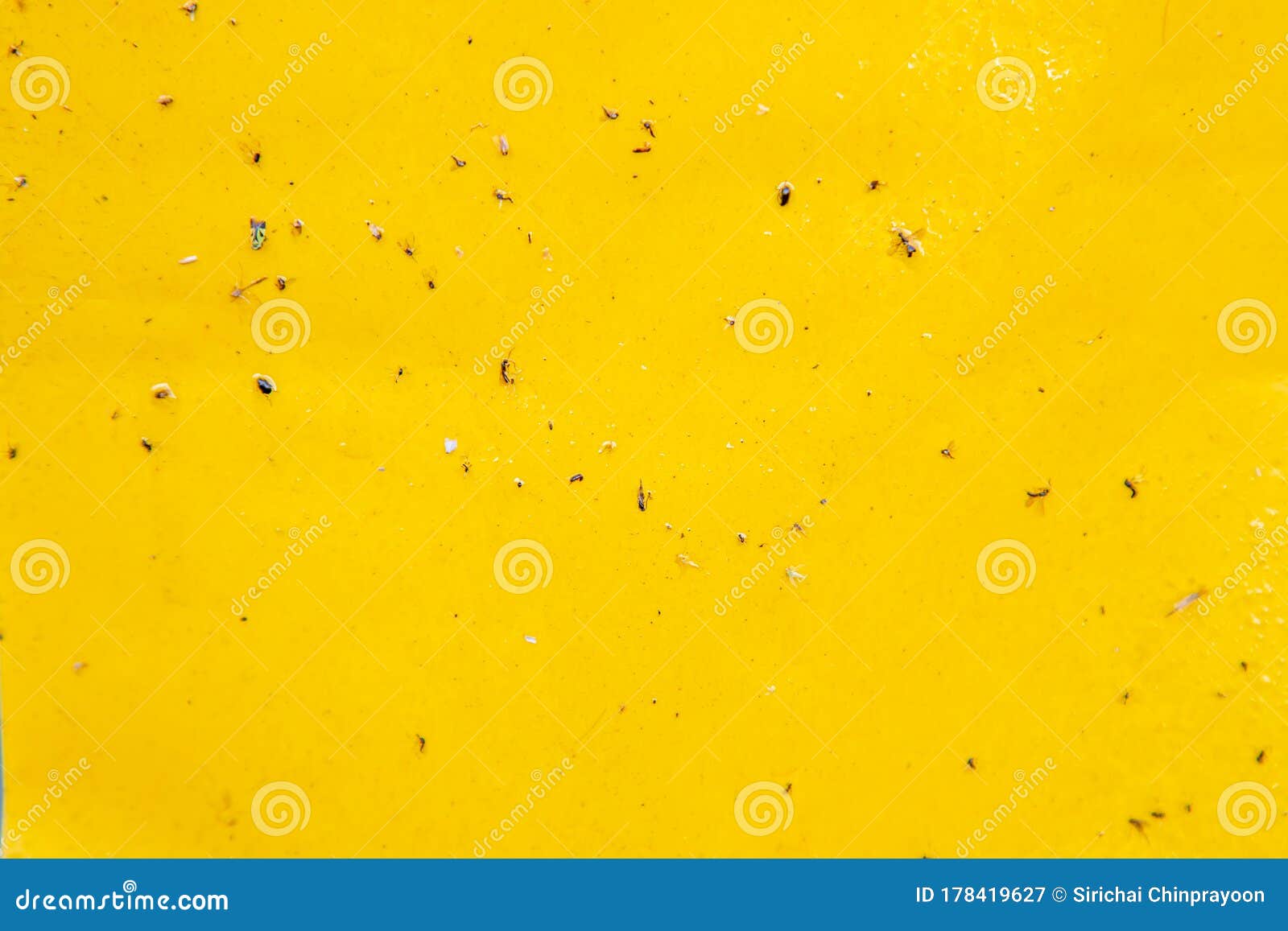 yellow sticky trab in agriculture farm