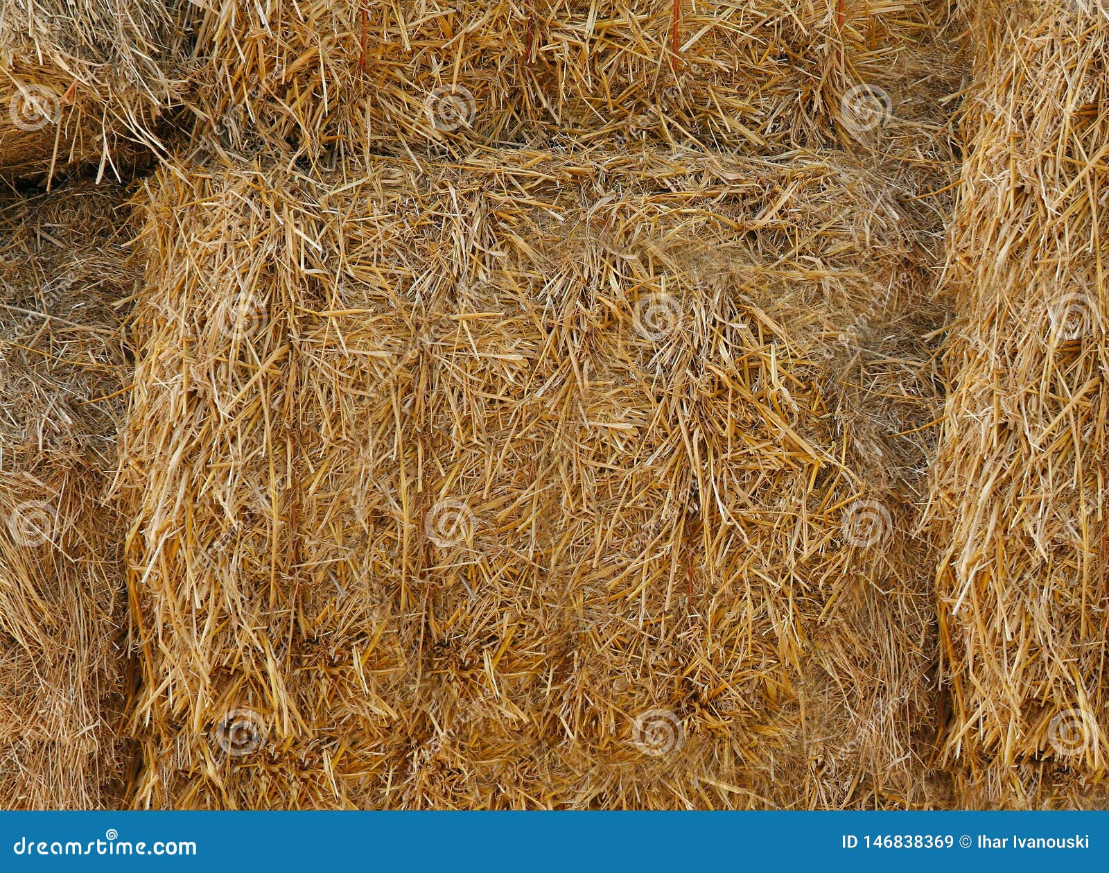 Yellow Straw is Pressed into Bales .Texture or Background. Stock Image