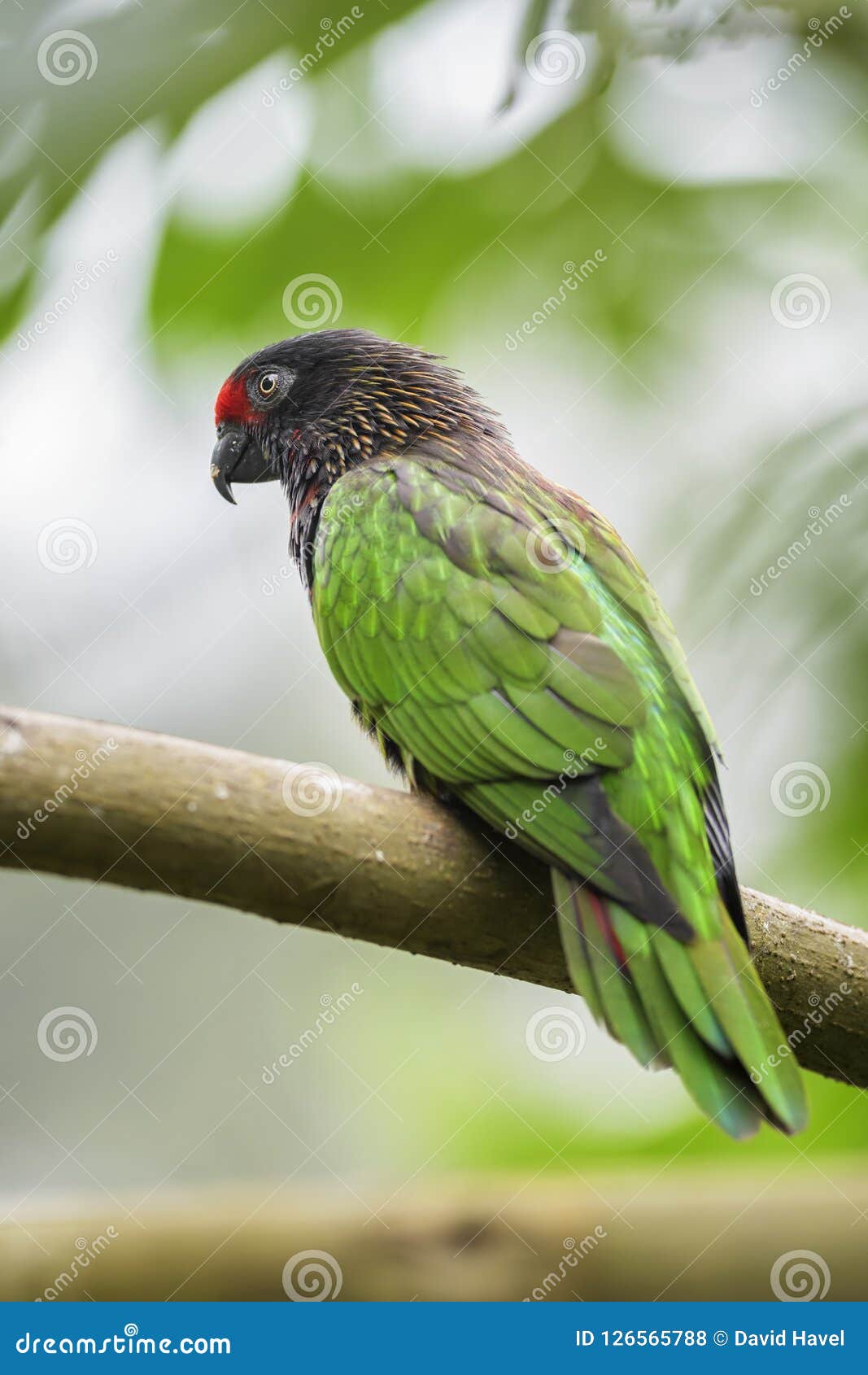 yellow-streaked lory - chalcopsitta scintillata