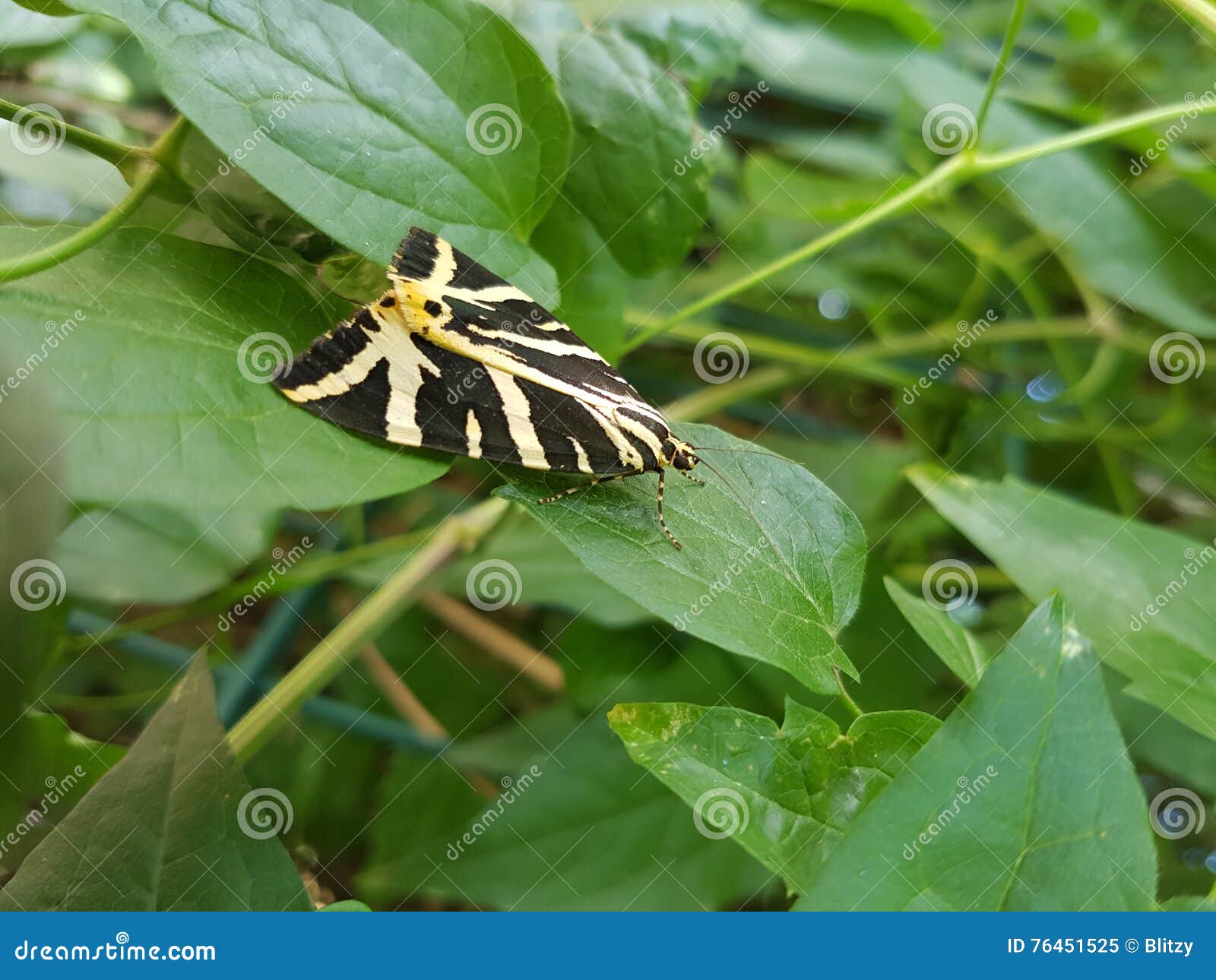 Yellow Stripes on Black Butterfly Stock Image Image of green, stripes