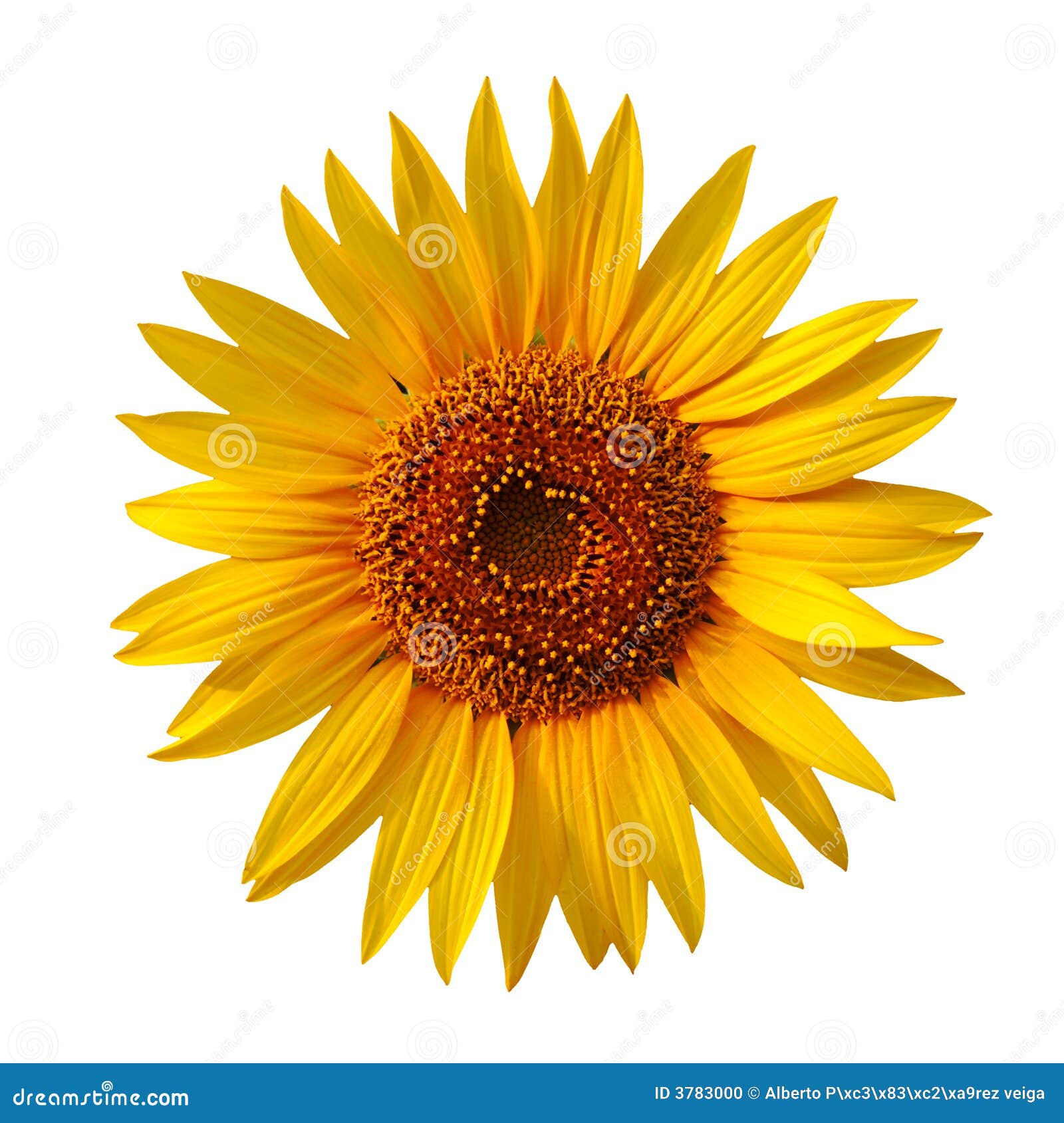Yellow sunflower stock photo. Image of blooming, bright 3783000