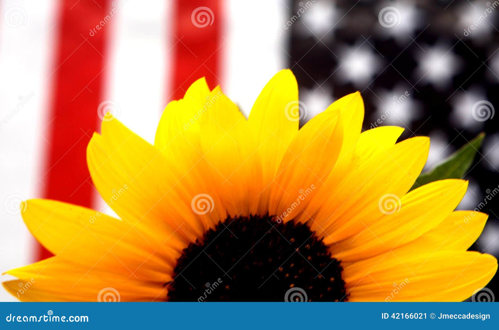 Download Yellow Sunflower With The American Flag Stock Image ...