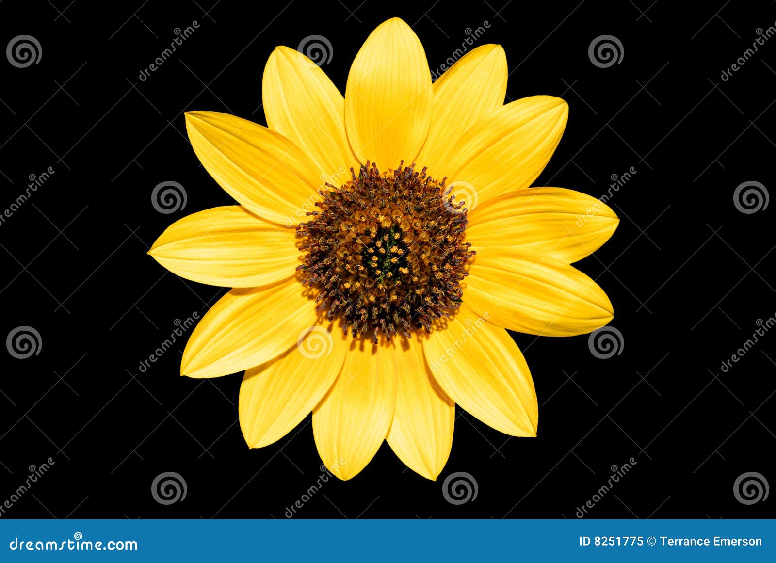 Yellow Sunflower on Black stock image. Image of fair, nature 8251775