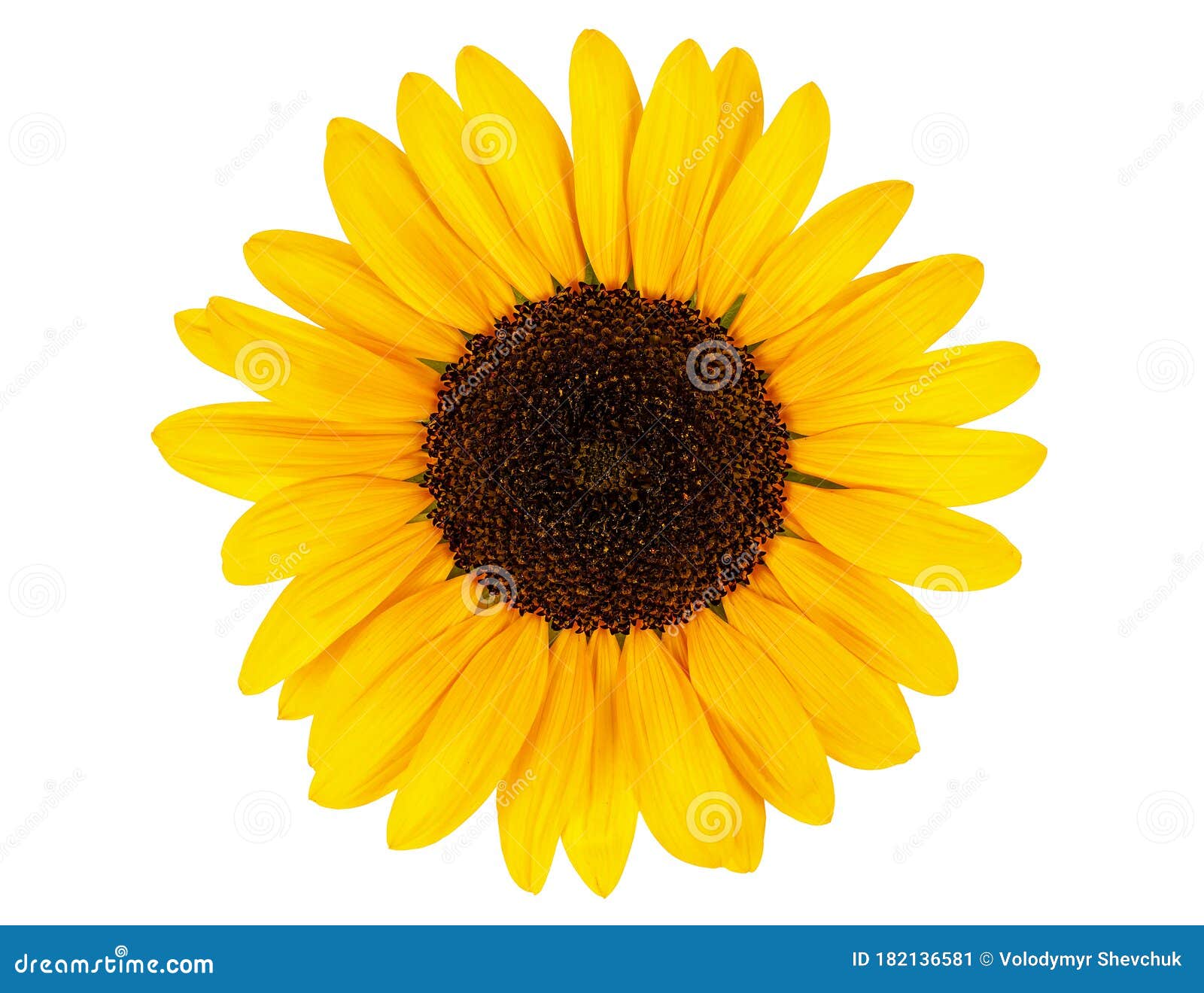 Yellow Sunflower Bloom on White Stock Image Image of leaf, blossom